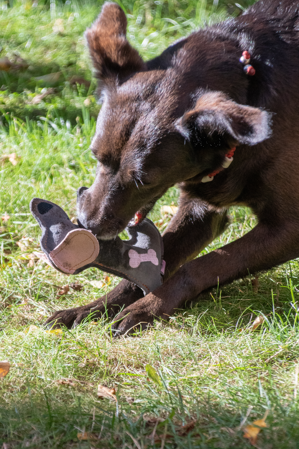 Doggy Doodles puppy dog dark grey plush dog toy
