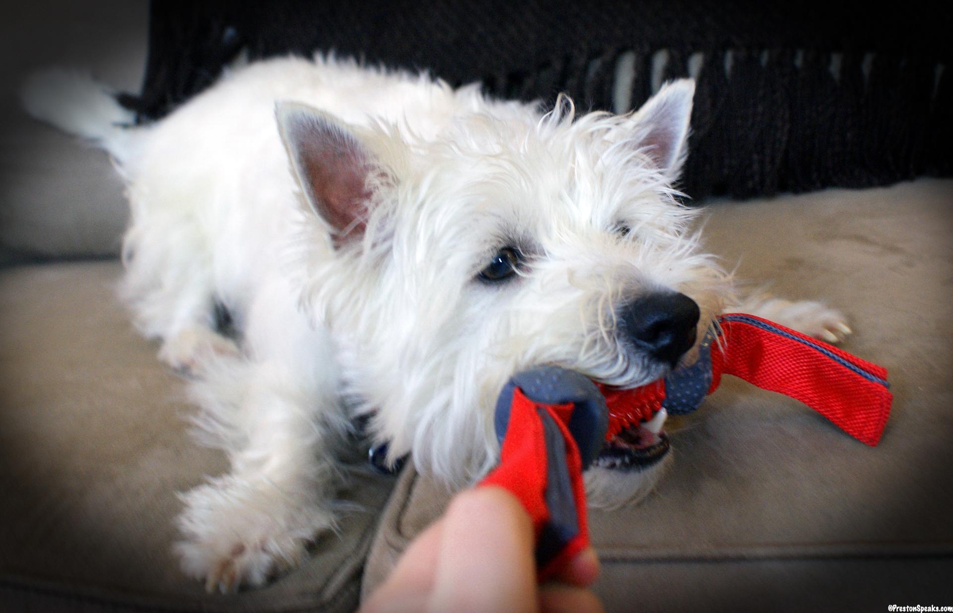 Dino spiked XL 17 cm dog toy chew toy