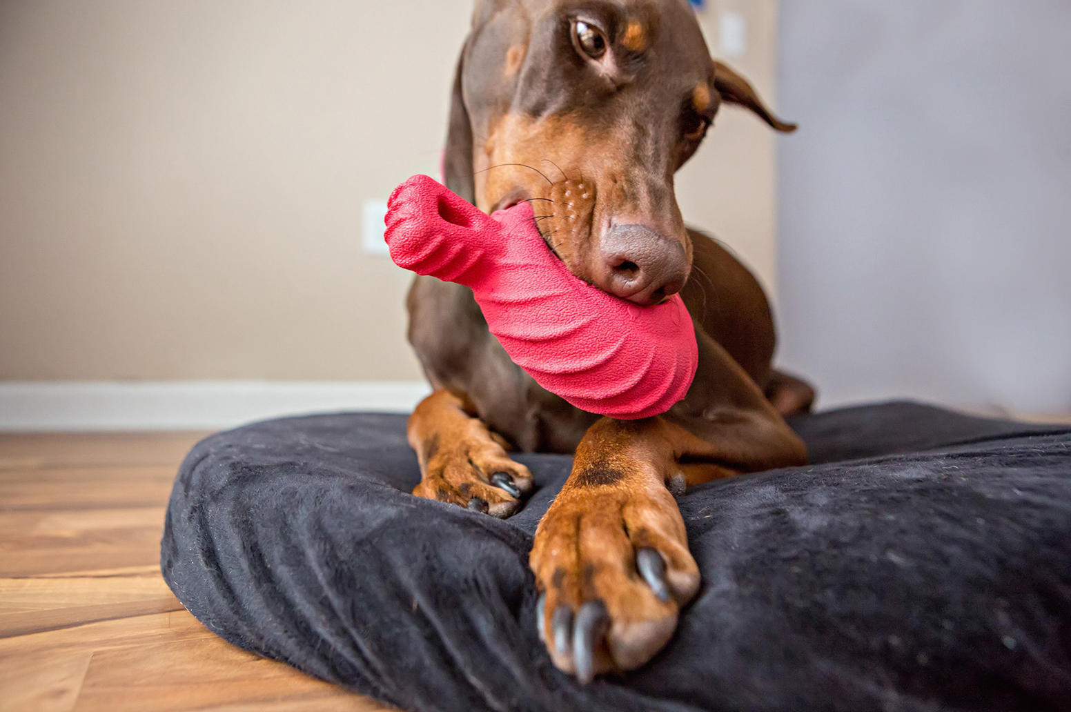 Tuff Treader 11,5 cm dog toy chew toy