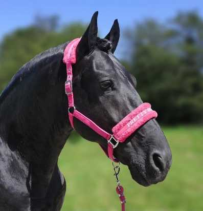 Lauro Headcollar, halter
