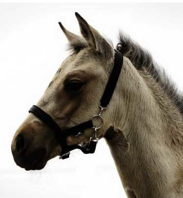 Melfi headcollar, halter for foal