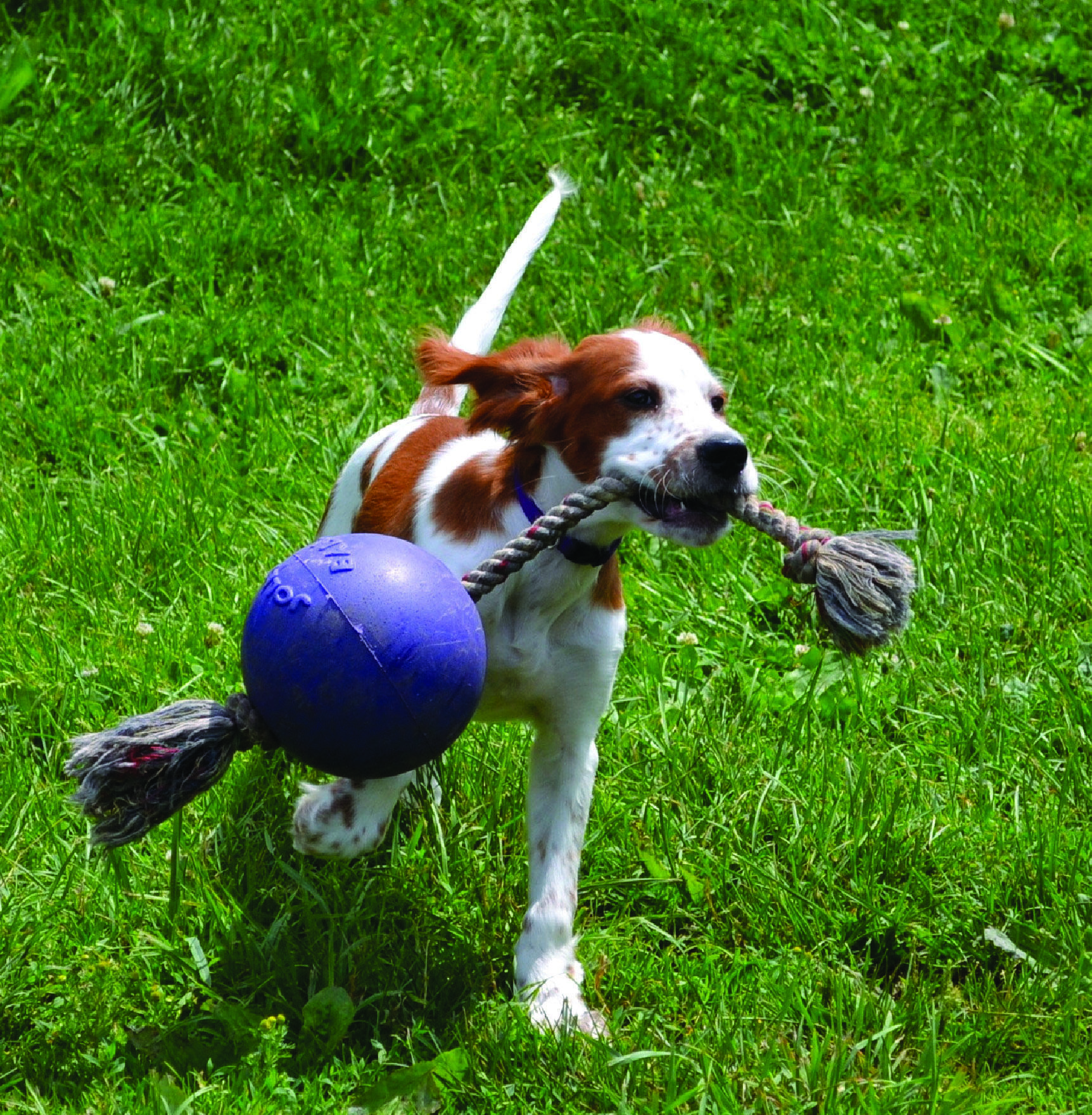Scented red dog ball with rope