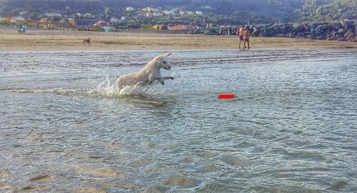 Small amphibious bumper-shaped dog toy