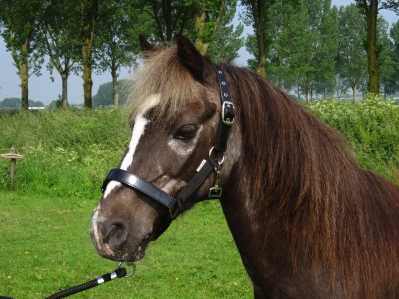 Celzi Headcollar, halter