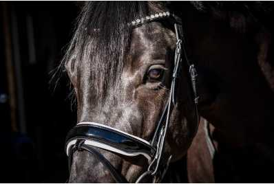 Showtime Special Guy bridle