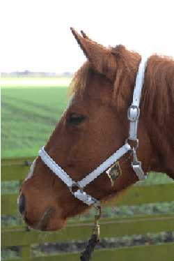 Evy leather headcollar, halter