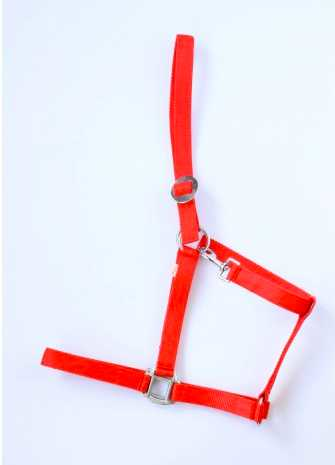 Apollo Nylon headcollar