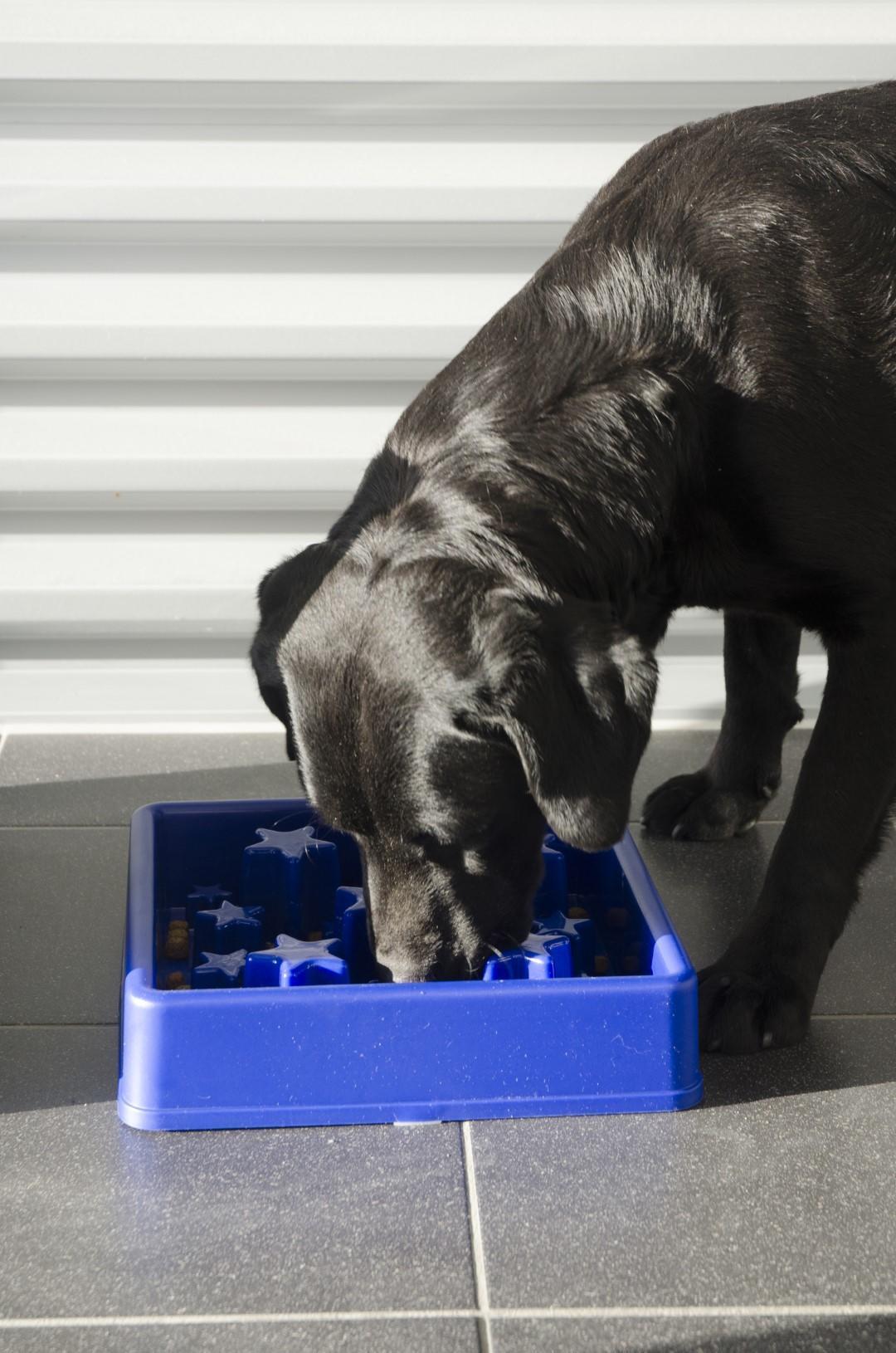 Star shaped feeding bowl for dogs