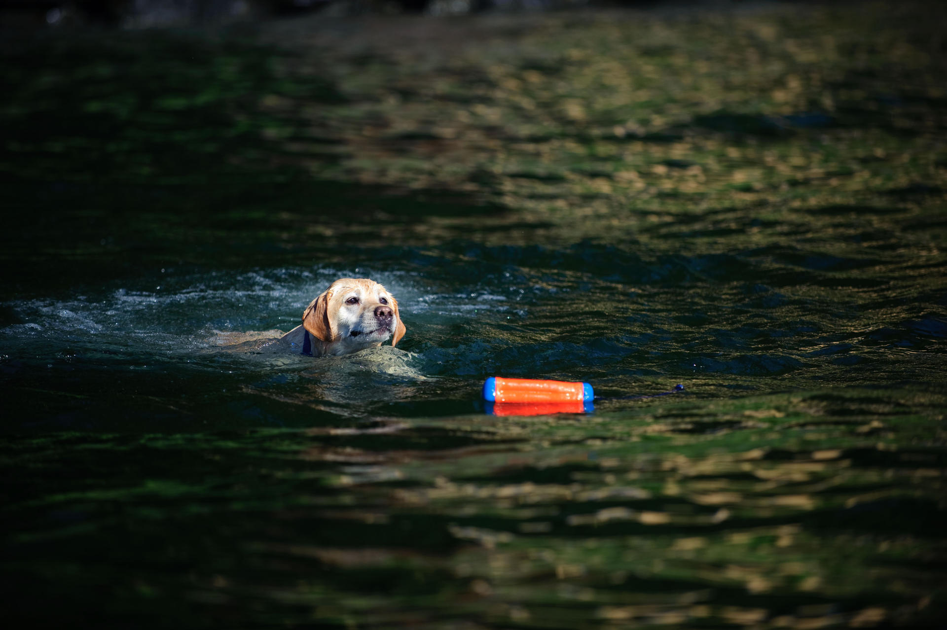 Small amphibious bumper-shaped dog toy