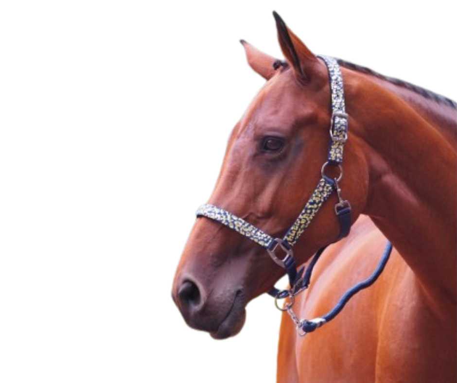 Crazy Headcollar, halter