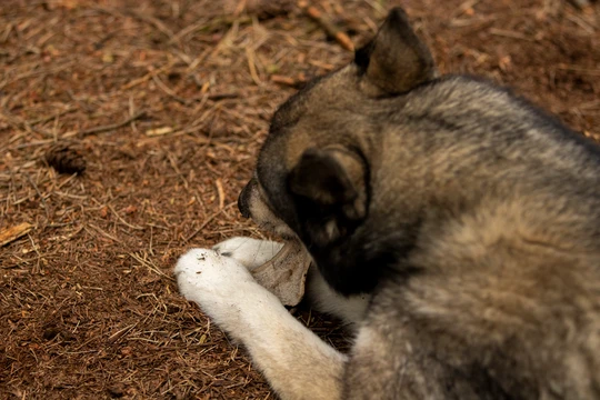 Chewbone XL dog dental care