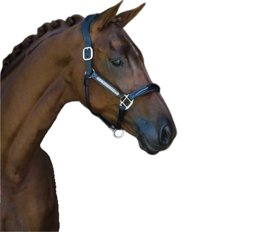 Lorenzo Headcollar