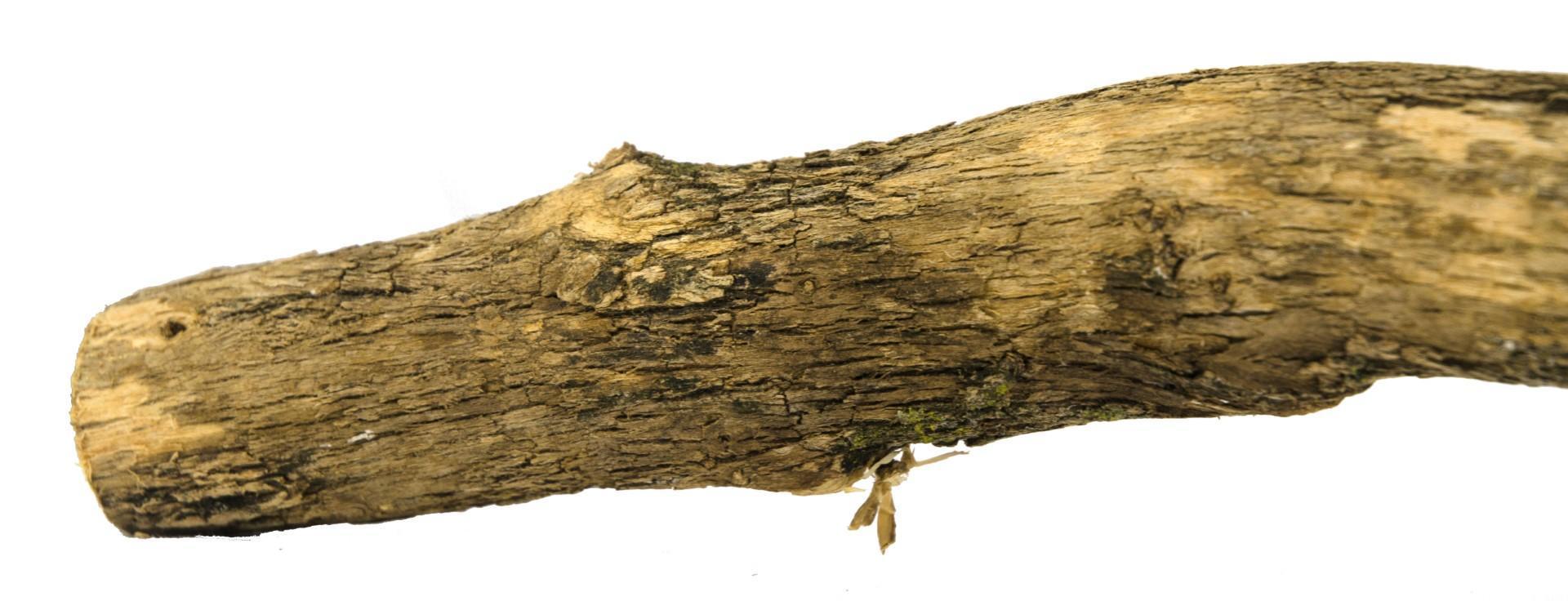 Natural Sekelbos Sitting rod 50cm nail beak clipper