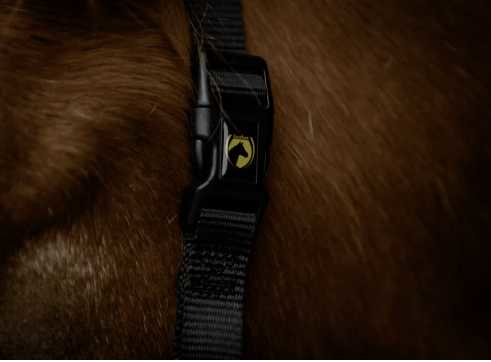 Monzo Headcollar, halter