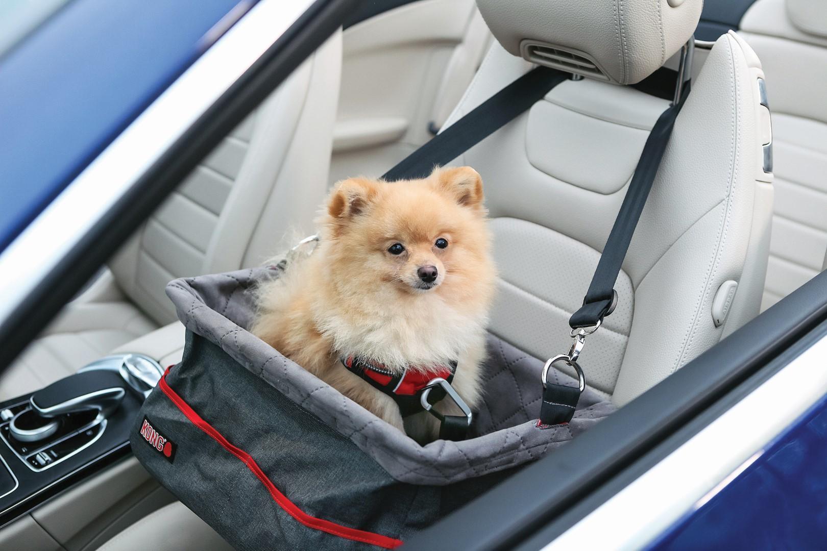 Car seat for dogs