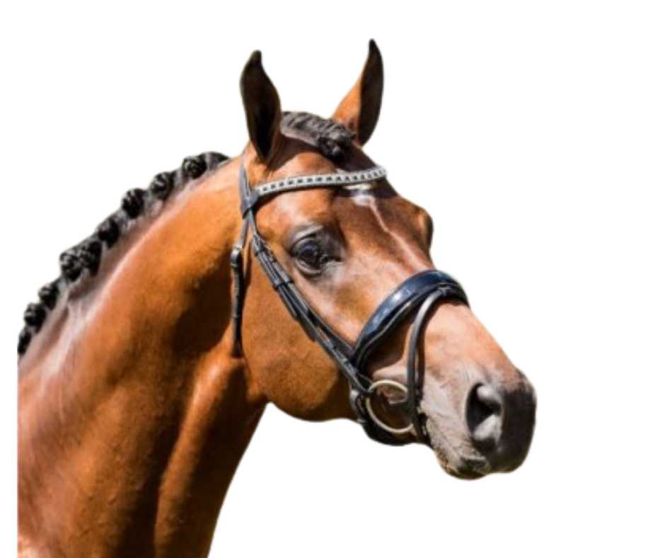 Showtime Camilla bridle