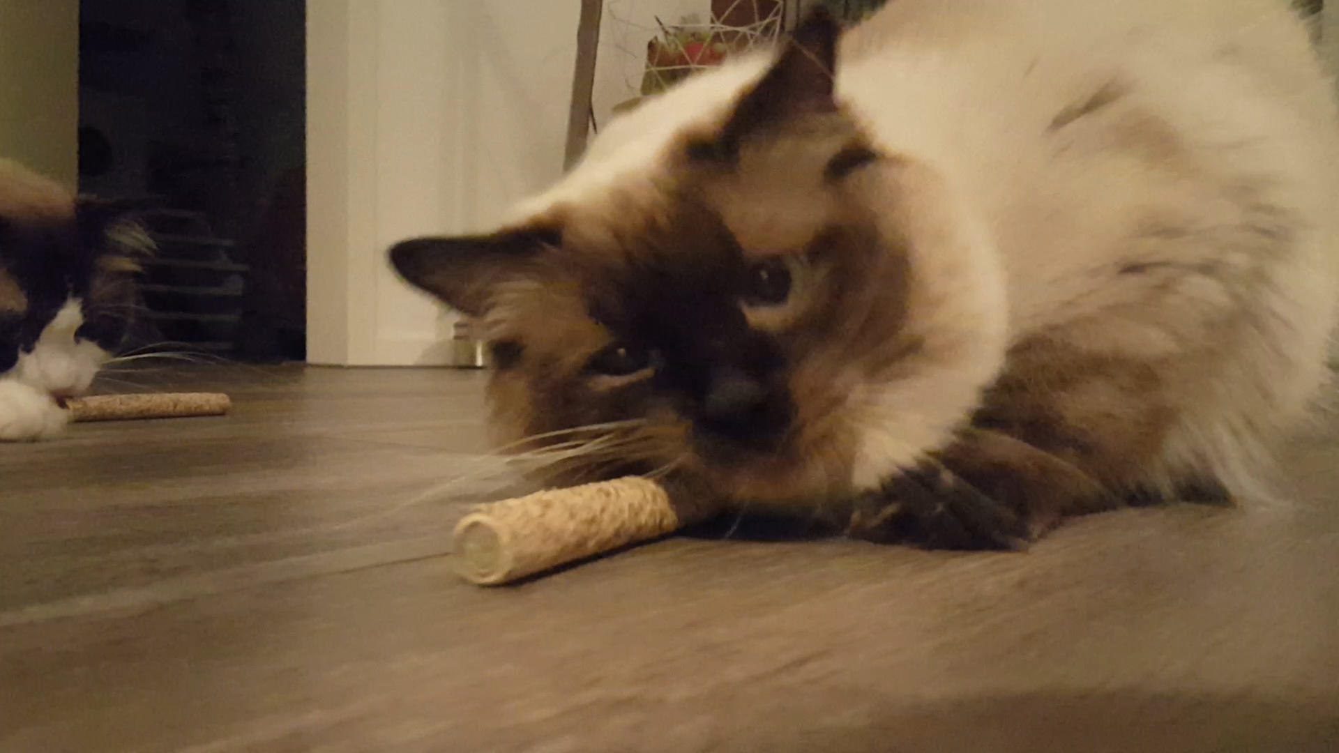 Sticks with 2 cat roots cat toy