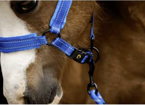 Monzo Headcollar, halter