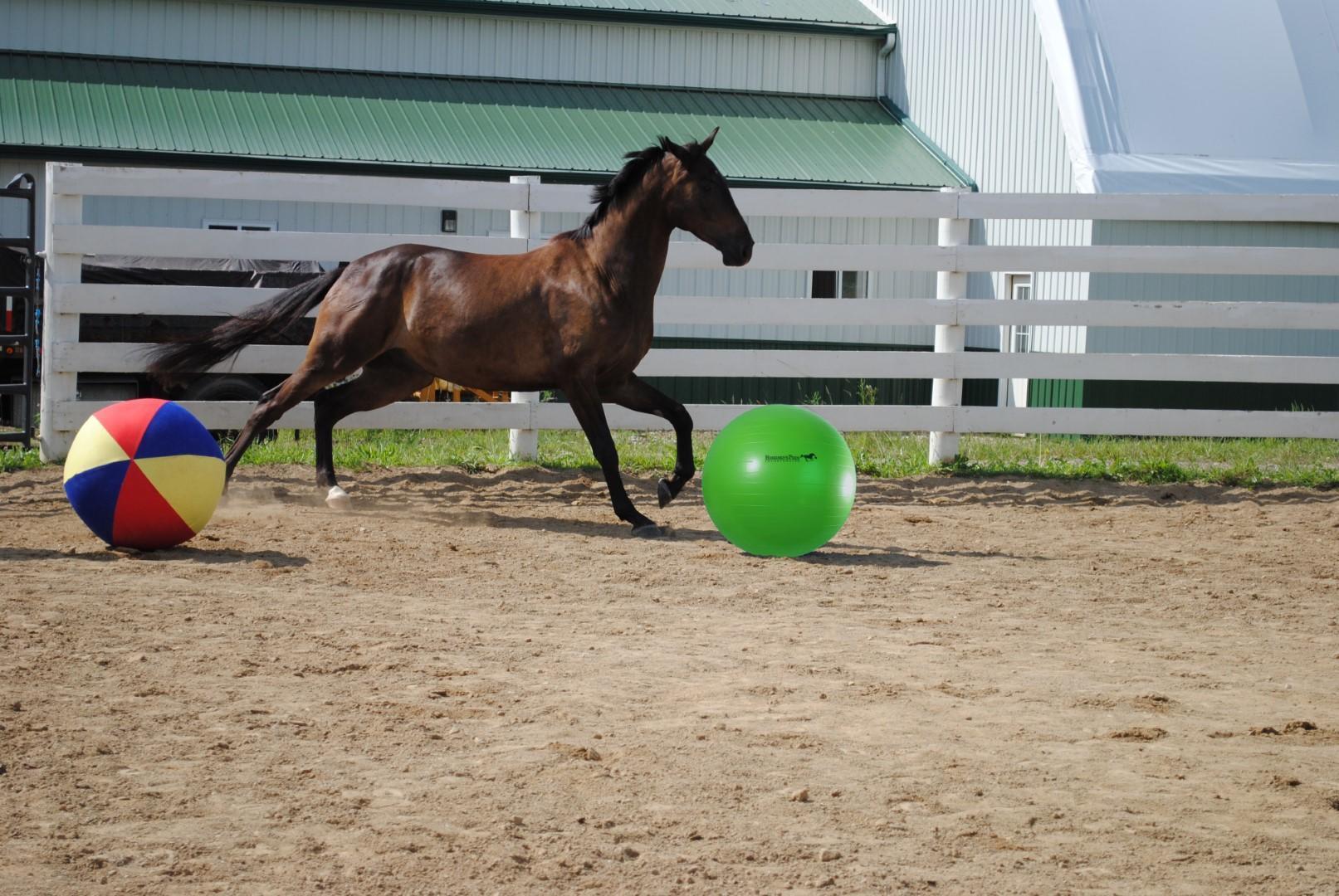 Play ball for horses 2