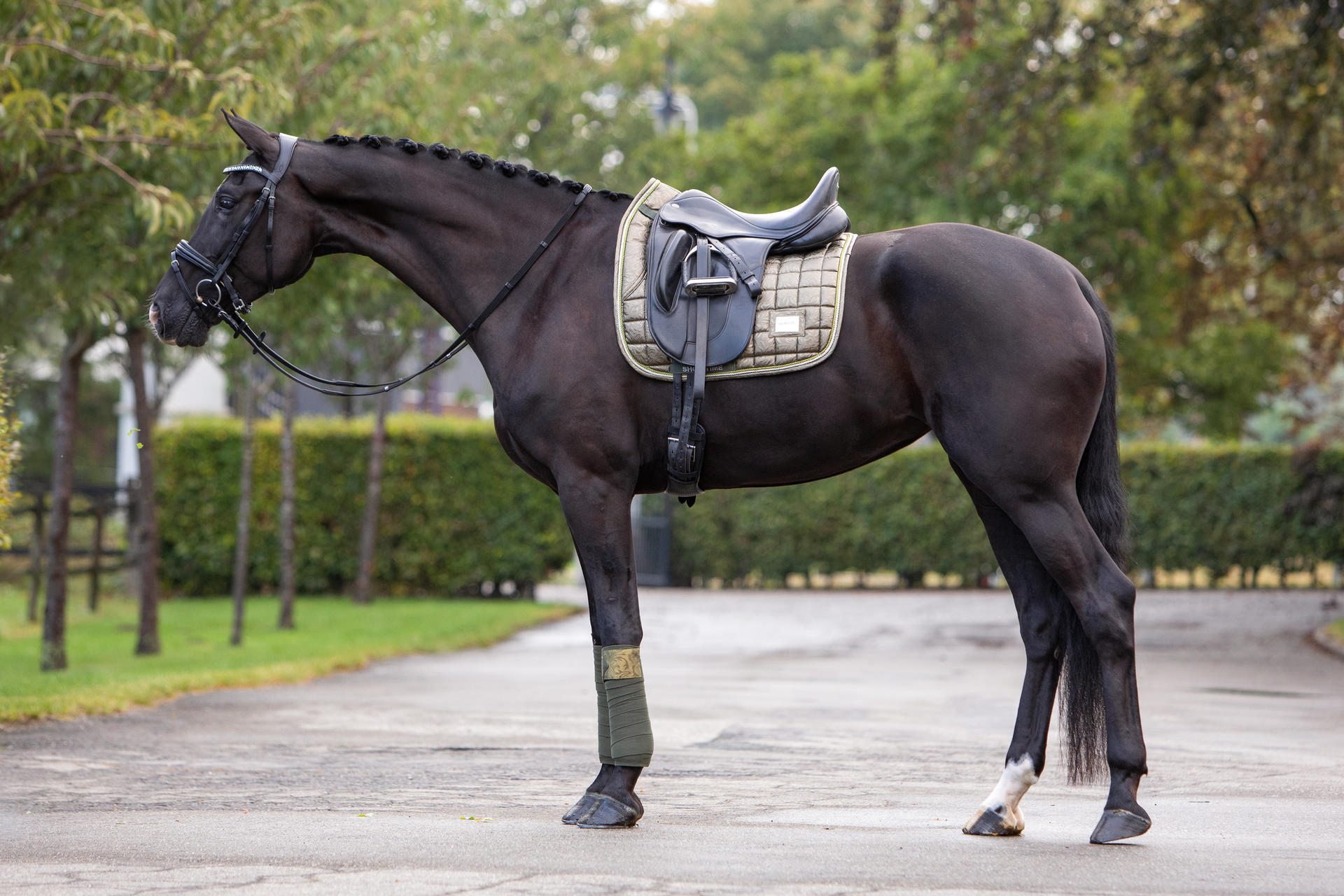 Lake View Showtime Dressage saddle pads