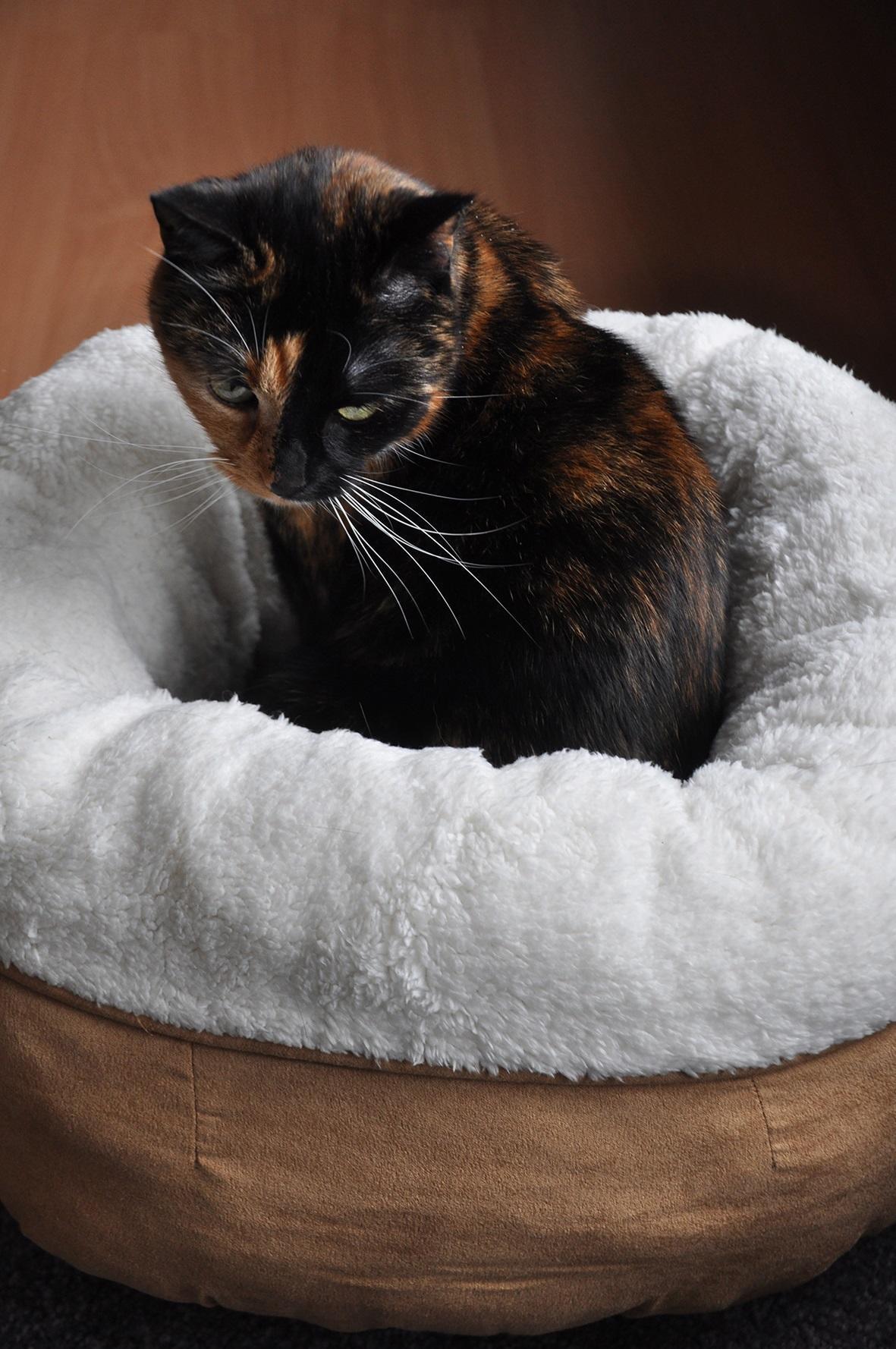 Lamb wool donut bed TAN, cat bed