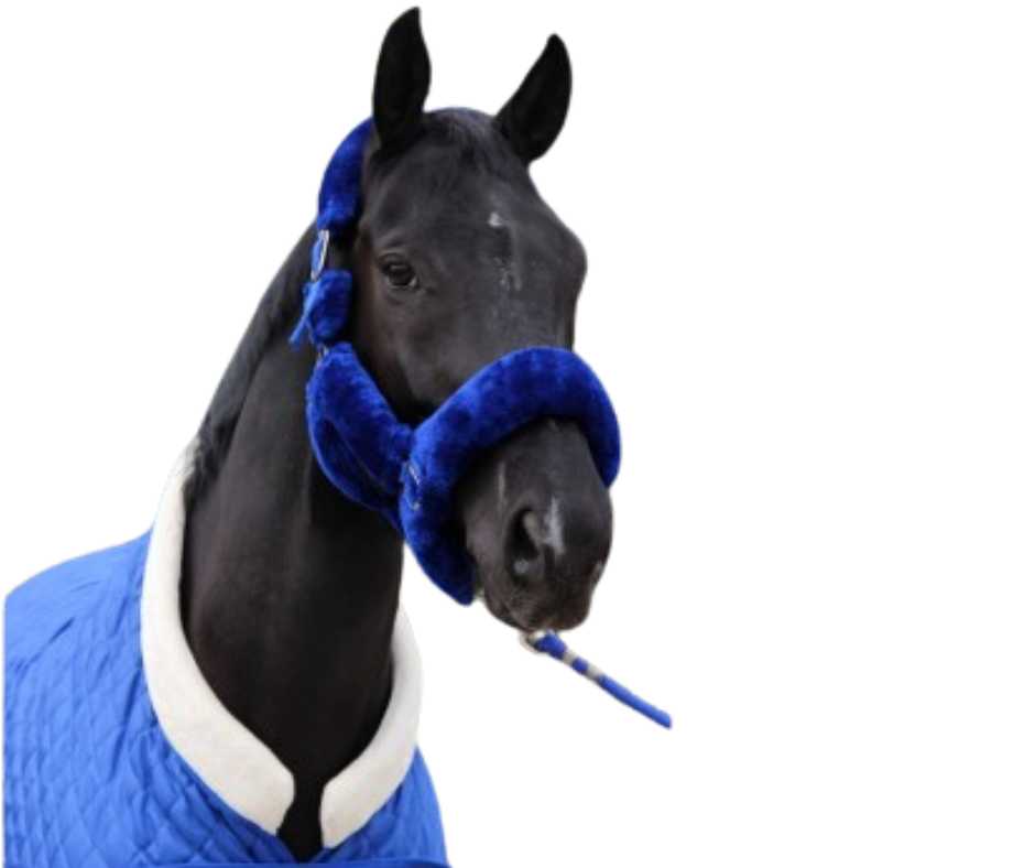 Desire Showtime Headcollar, halter