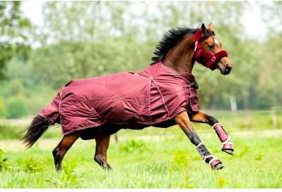 Katy Showtime winter horse rug