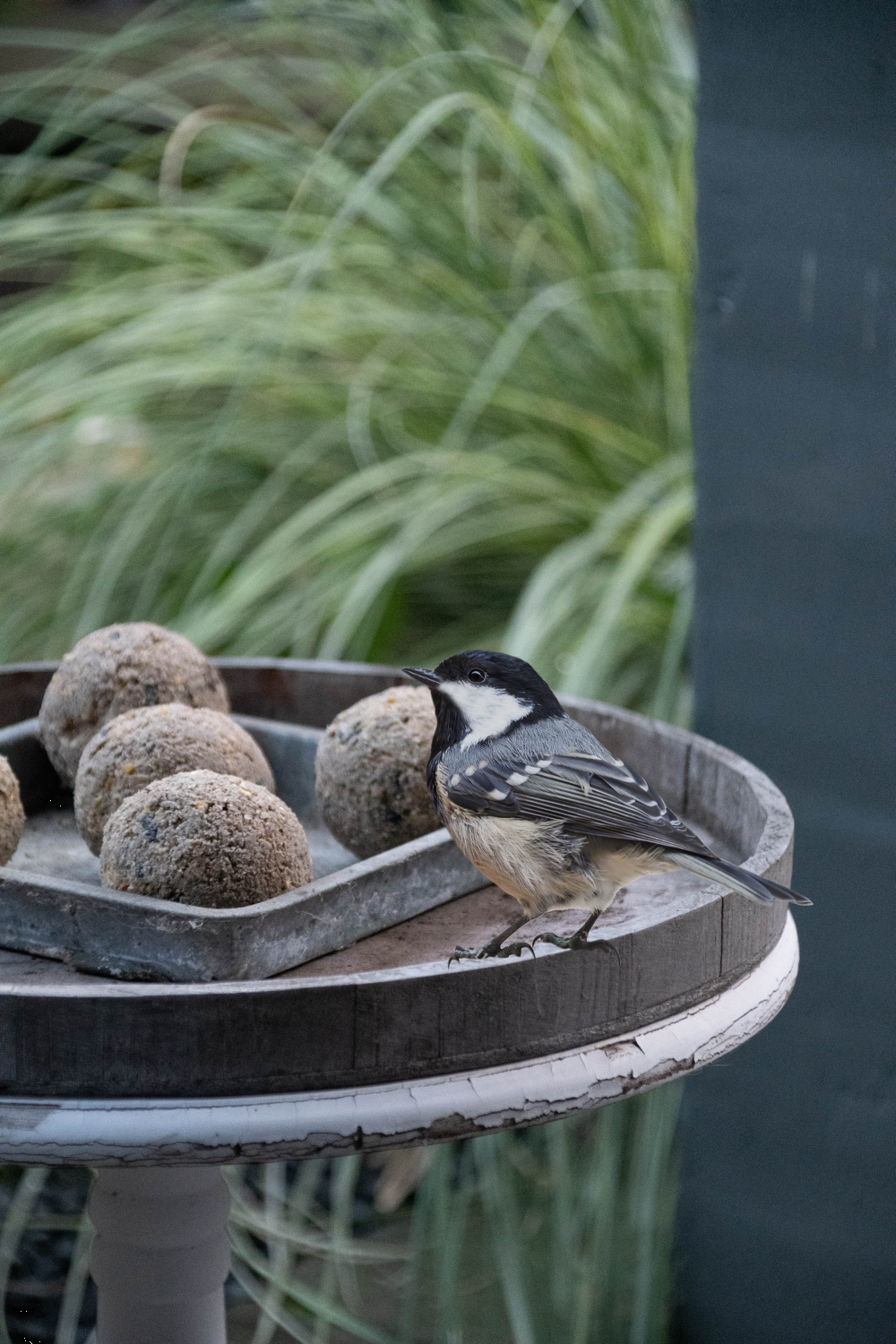 Fat globules with seeds and netting (green) energy food for wild birds