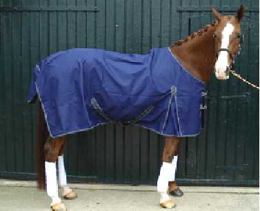 North horse blanket