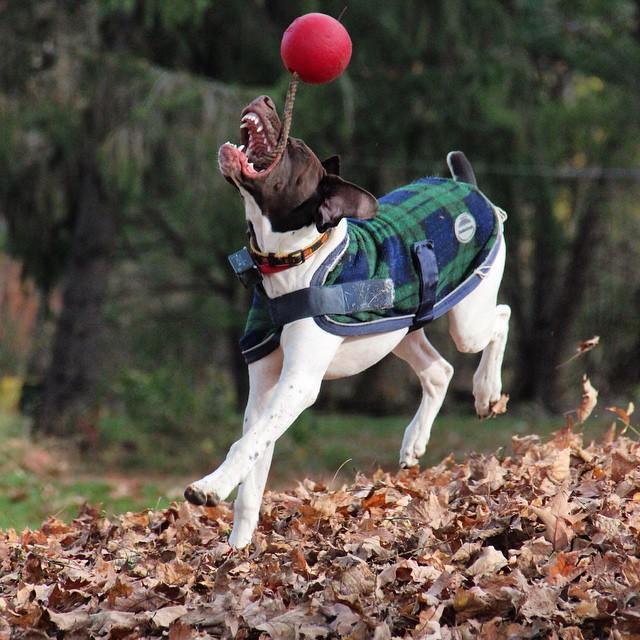 Scented dark blue dog ball with rope
