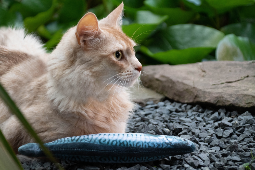 Fully hooked flounder S 20cm, cat toy