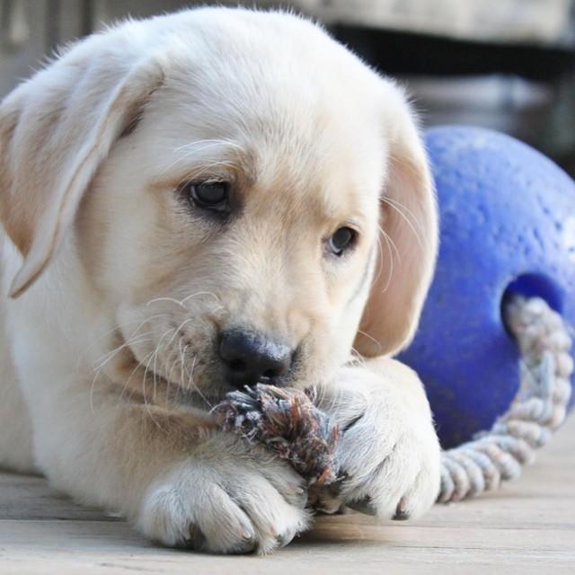 Scented dark blue dog ball with rope