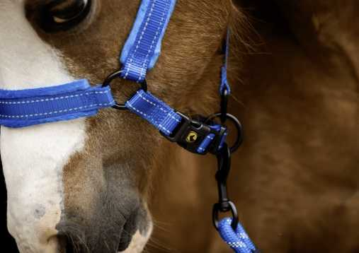 Monzo Headcollar, halter