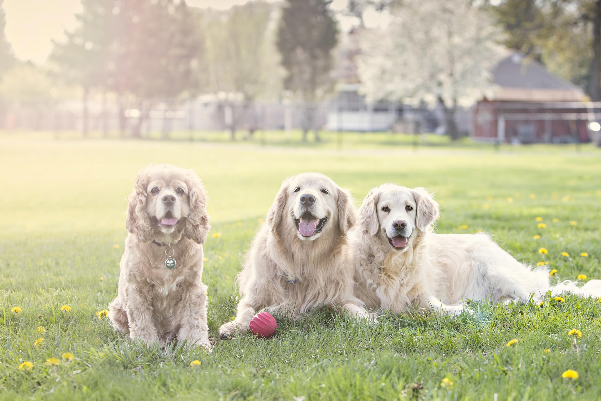 Tuff Tosser 7,5 cm dog toy chew toy