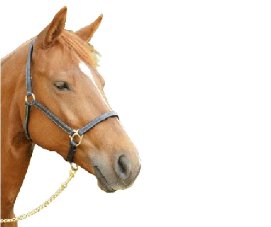 Luxury leather headcollar, halter