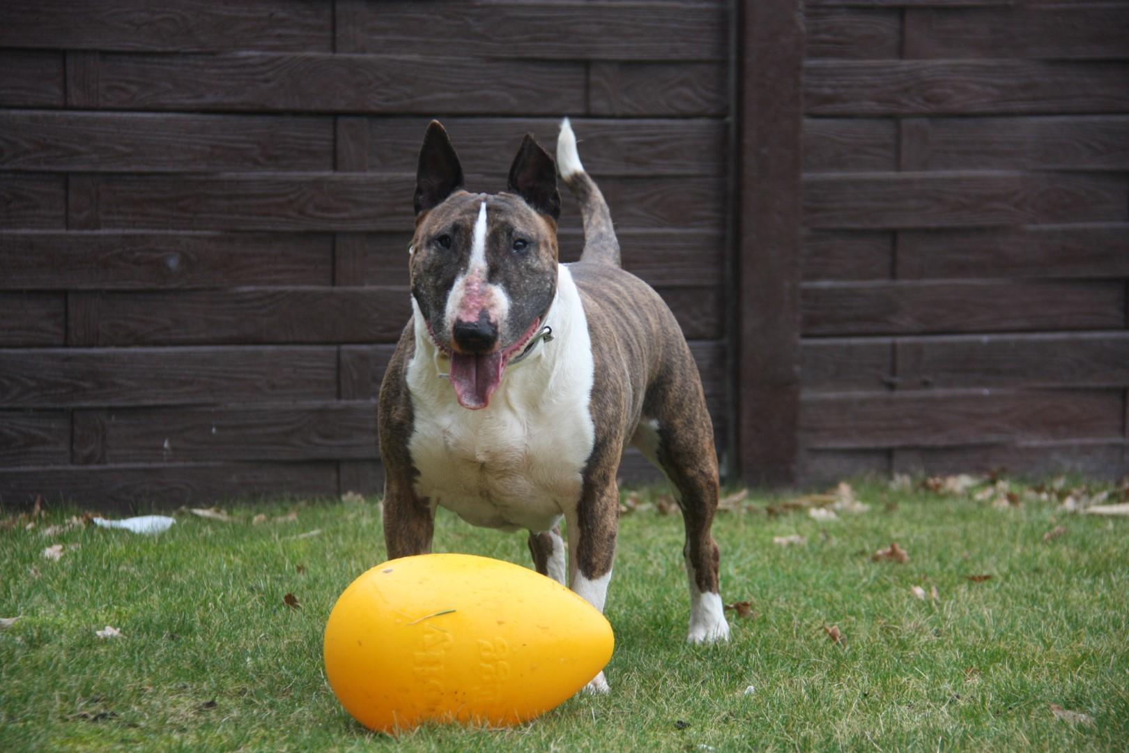 egg-shaped 20 cm yellow dog toy