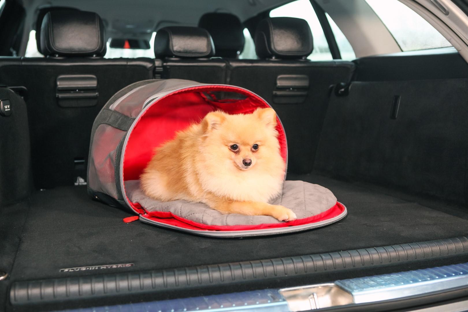 Bag and travel mat, 2 in 1 for pet transport