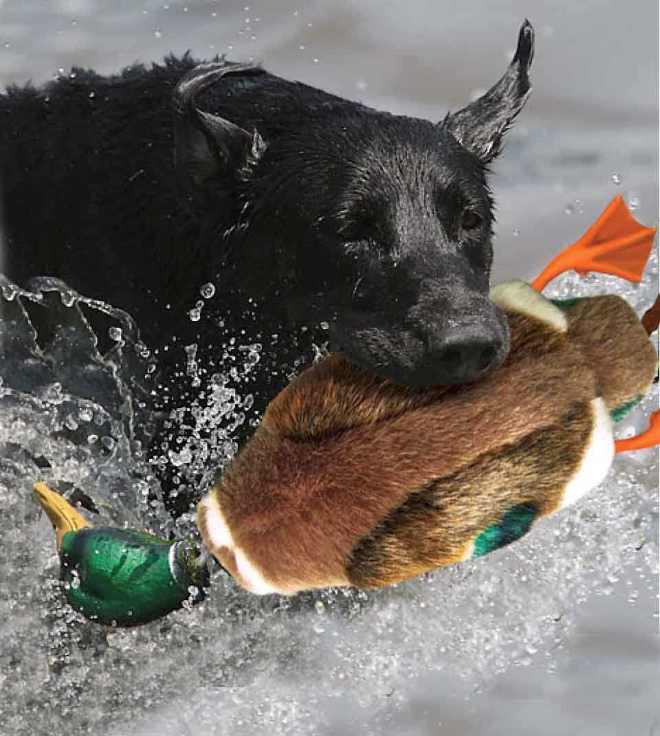 Classic Hunter Mallard