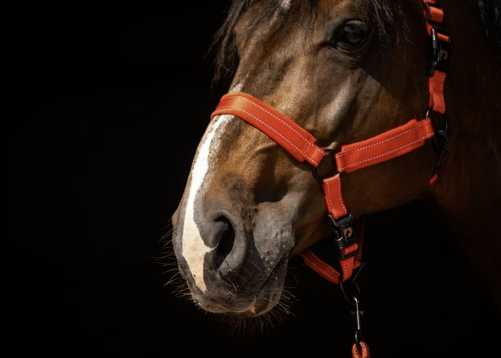 Monzo Headcollar, halter
