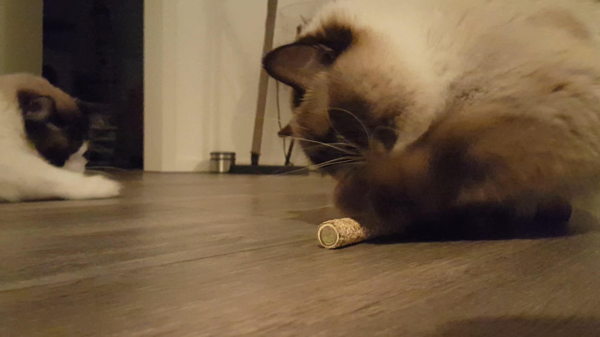 Sticks with 2 cat roots cat toy