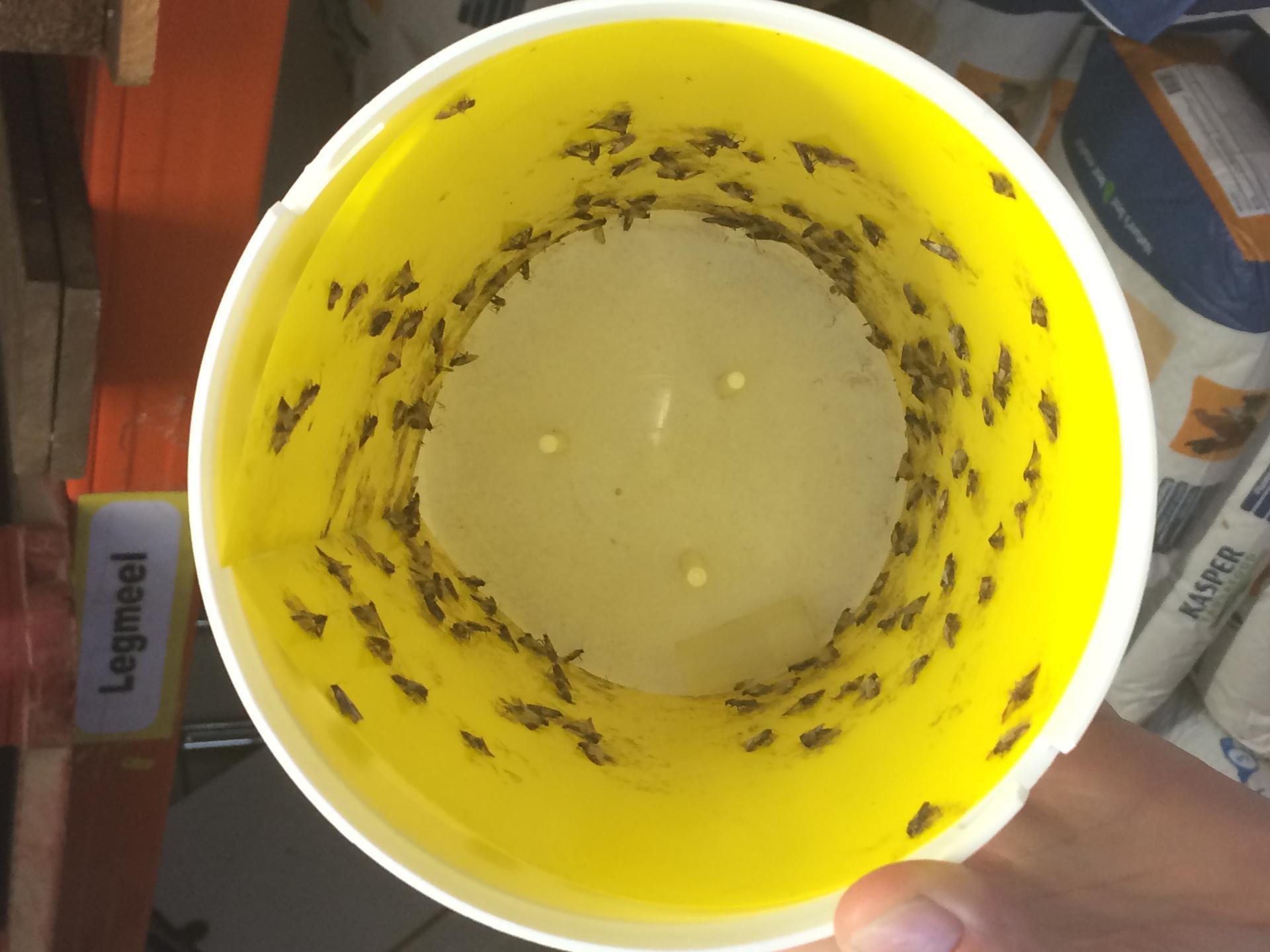 Moth trap bait funnel against moths glue pad barn livestock pest control