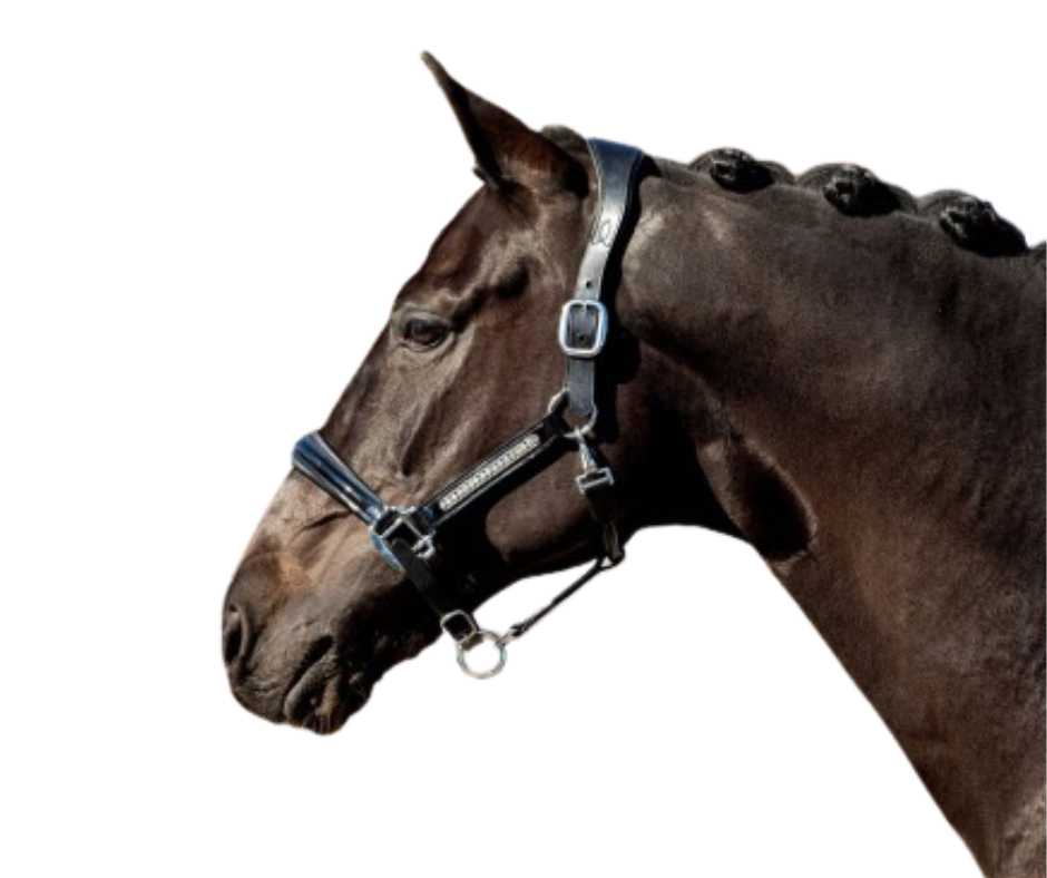 Lorenzo Headcollar