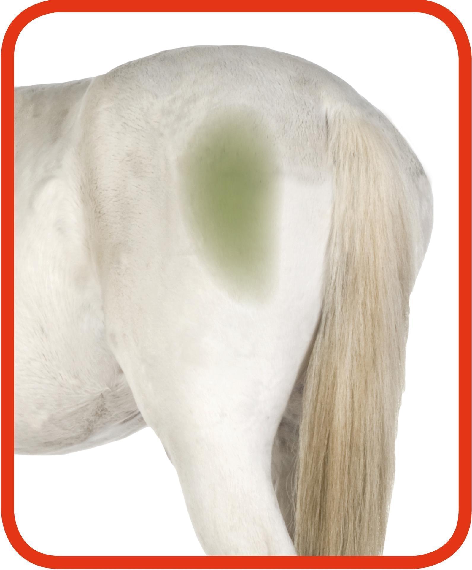 Cleaning spray for horse