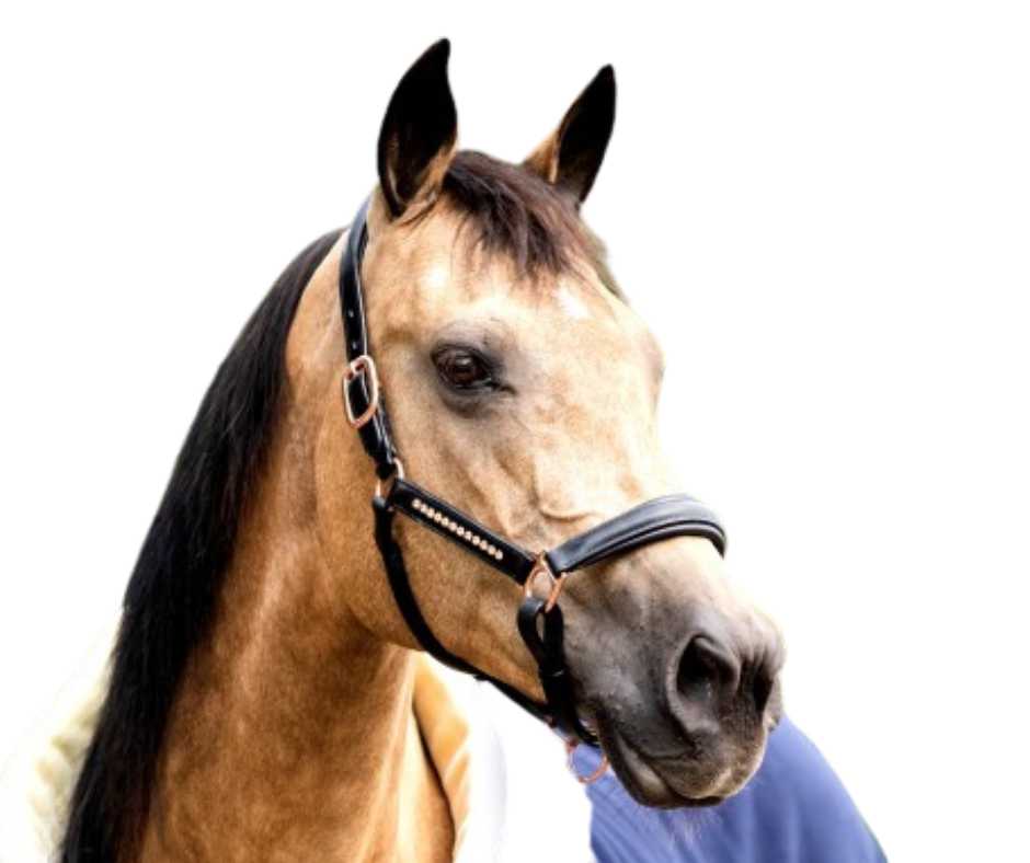 Bea headcollar