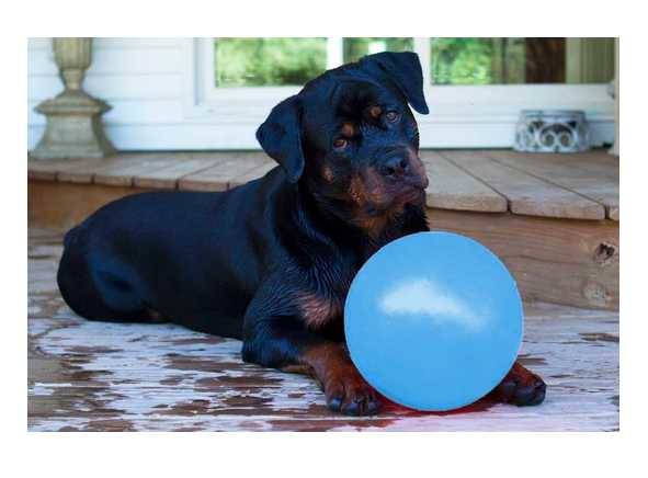 Bounce-n Play 15cm dog ball