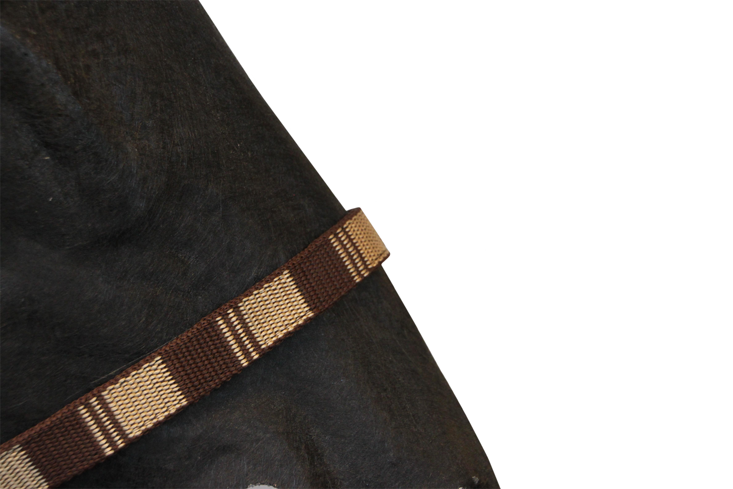 Gallant Headcollar,  halter
