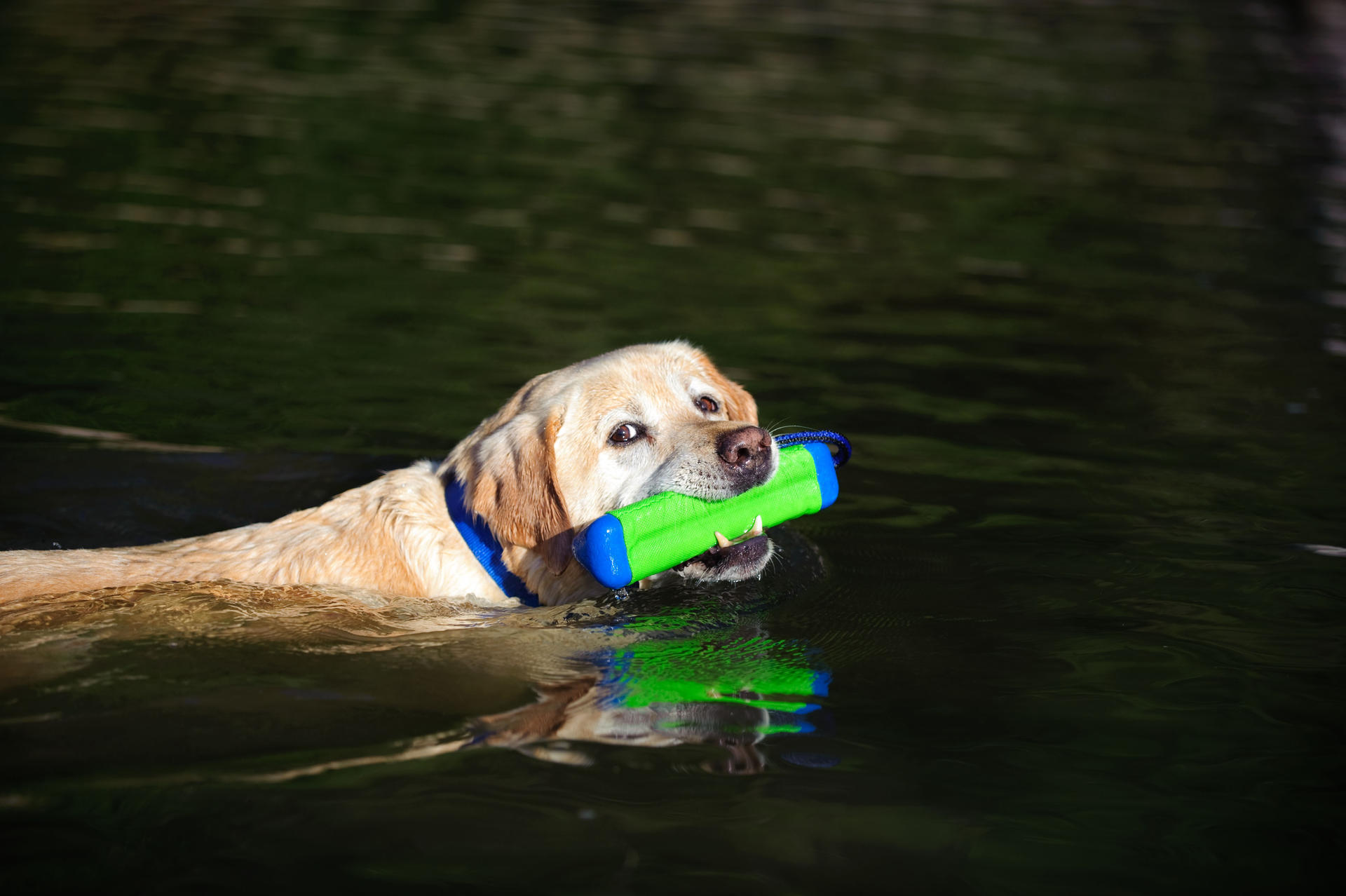 Small amphibious bumper-shaped dog toy