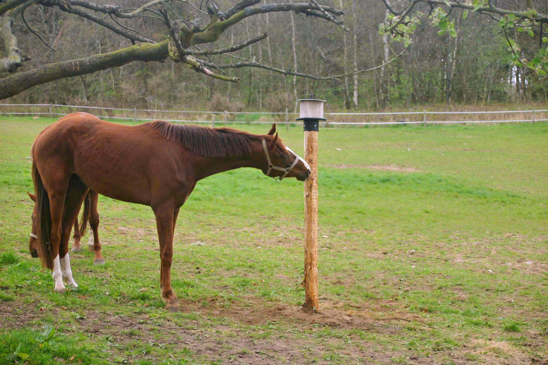 lollipop holder for KS pole 10 kg stable livestock feeding drinking technology lollipop holder