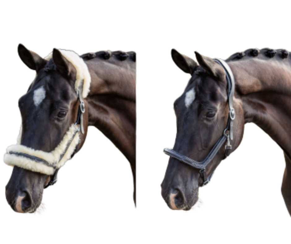 Bamby Showtime Headcollar, halter