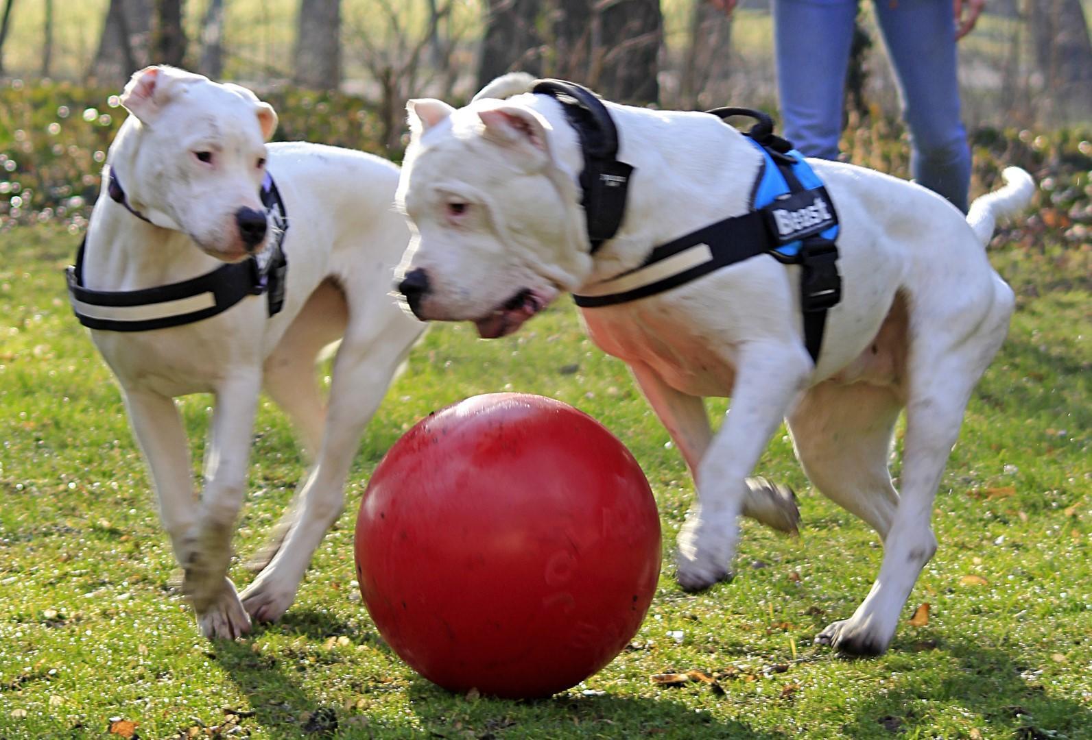 Extra large pros dog ball 35cm